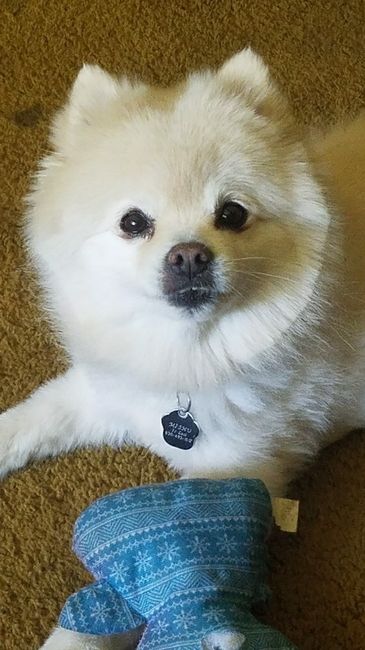 Nwr- show me your fur babies
