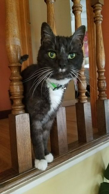 Furbabies?(non wedding post)