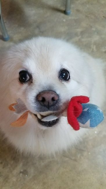 Furbabies?(non wedding post)