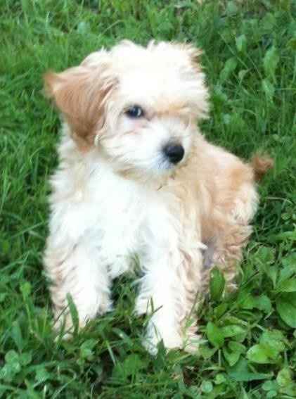 NWR Happy Fursday! Show me your fur babies!