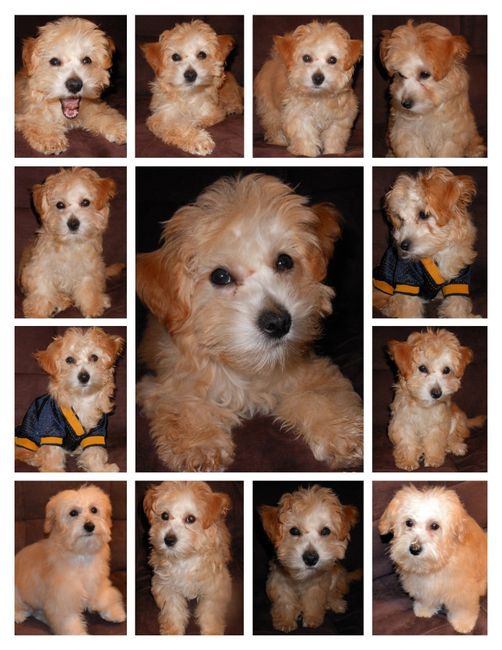 It's National Dog Day!