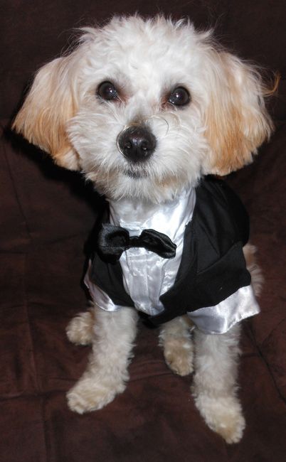 Dog or no dog?