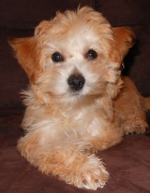 NWR: I got an early birthday present! It's a girl..puppy