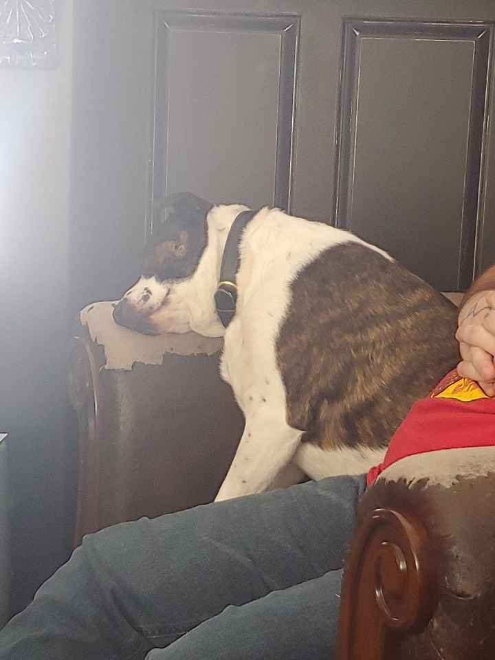 Show me your fiance and pet - 1