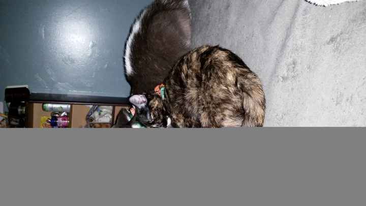 Spinoff - Cat wedding!