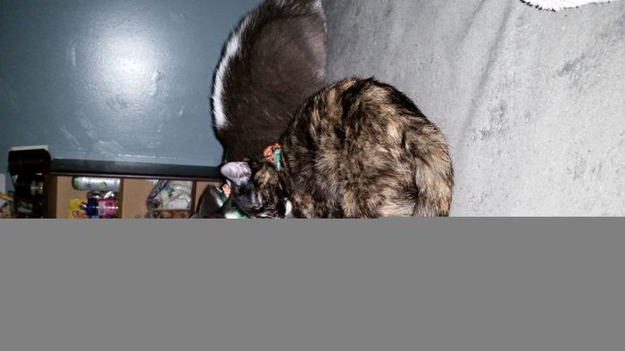 Spinoff - Cat wedding!