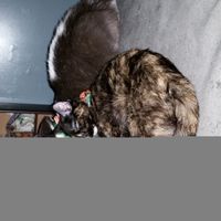 Spinoff - Cat wedding!