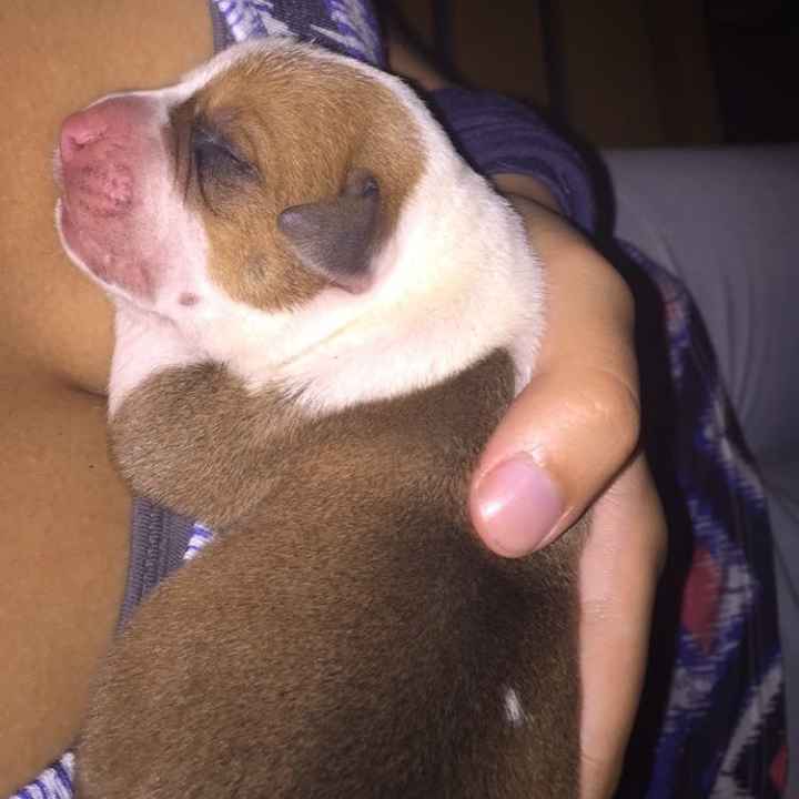 NWR- but a cute puppy to create some smiles