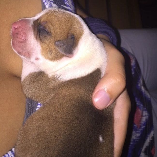 NWR- but a cute puppy to create some smiles