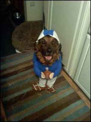 NWR: Dogs or cats?