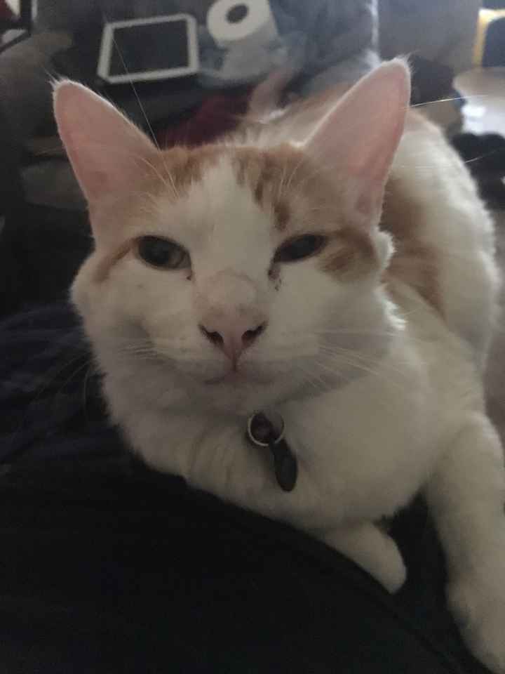 Nwr- show me your fur babies