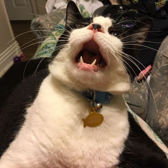 NWR: Silly pictures of your pets