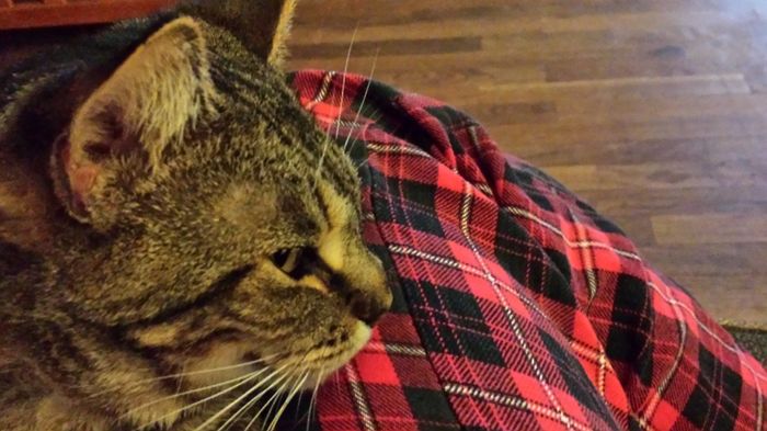 NWR: Pics of your pets :)