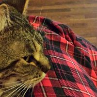 NWR: Pics of your pets :)