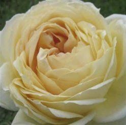 Poll: Flower color