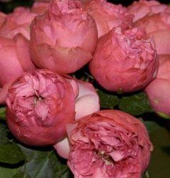 Poll: Flower color