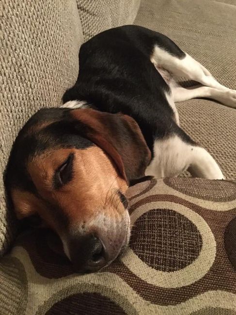 Any pet related stories? - 1