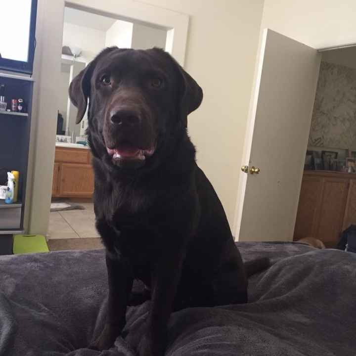 NWR: National Dog Day!