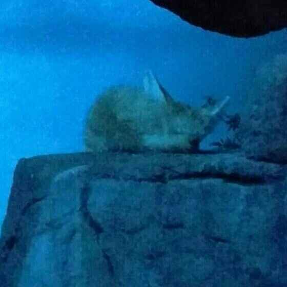 More honeymoon pictures!