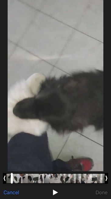 Any pet related stories? - 1