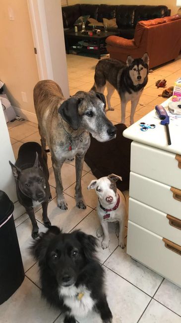 Any pet related stories? - 1