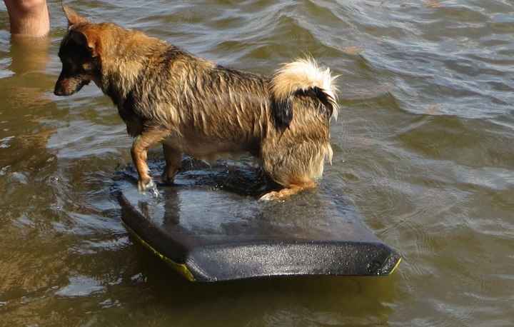 Need cheering up. Show me your puppies!