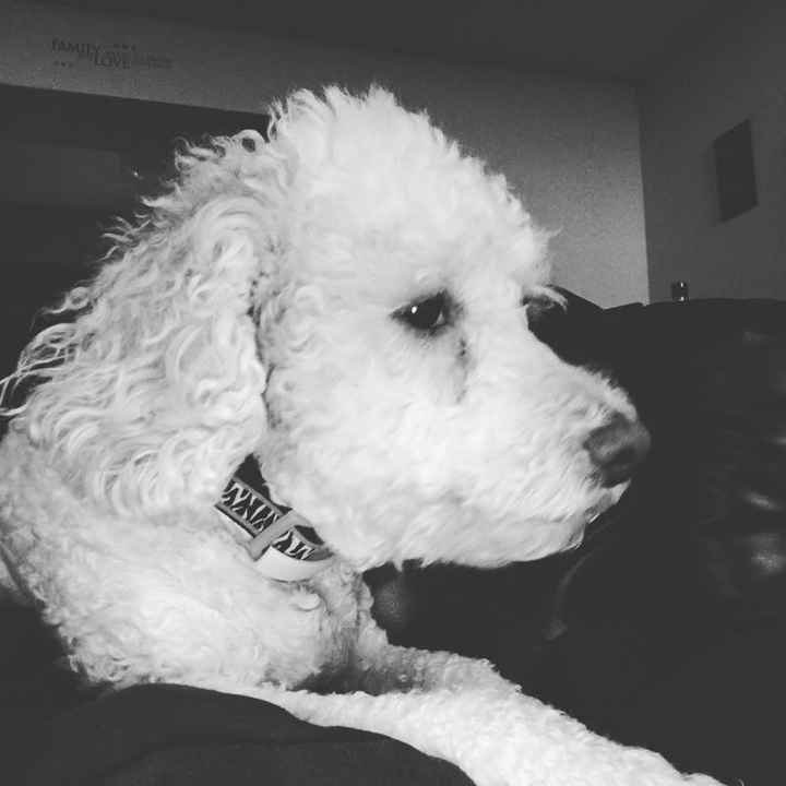 Why do I love my dog so much?