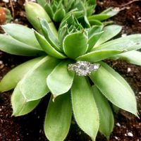 Share your ring!! - 1