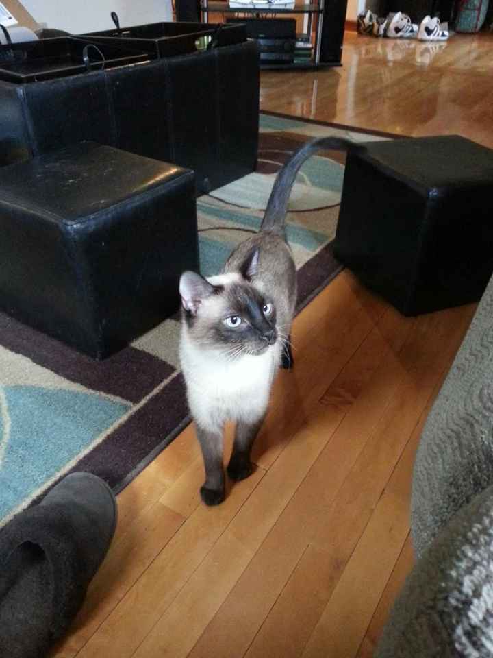 NWR- Ladies and Gents, meet Mister Chow!