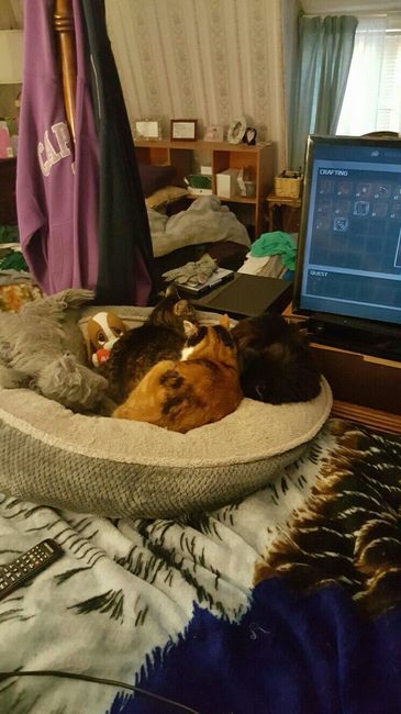 NWR: Pet Owners...Can we play a fun game? :D