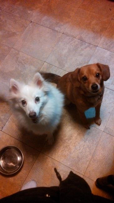 Let me see your furrybabies on the weekend....