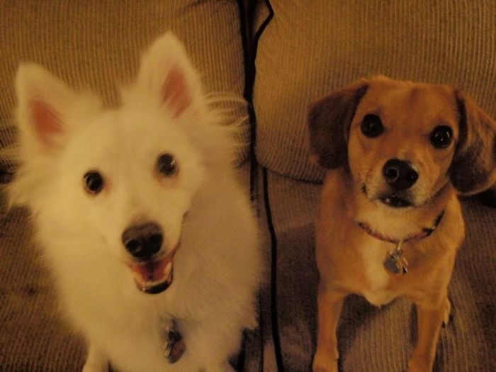FUR BABIES!