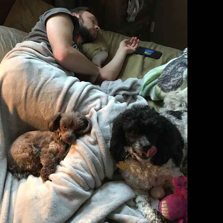 Any pet related stories? - 1