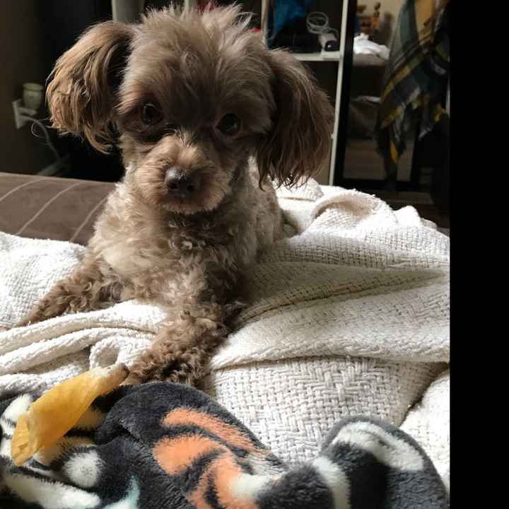 Any pet related stories? - 2