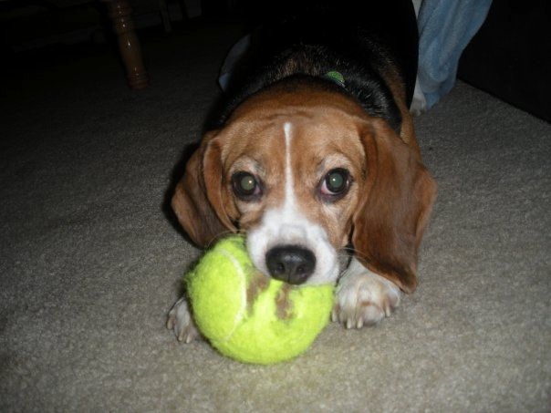 Do you and your FH have a pet?