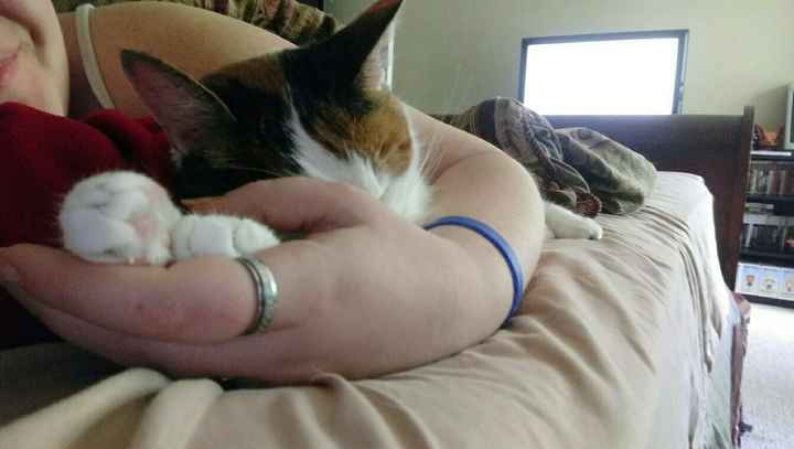 New to the site! -- Updated with kitten picture!