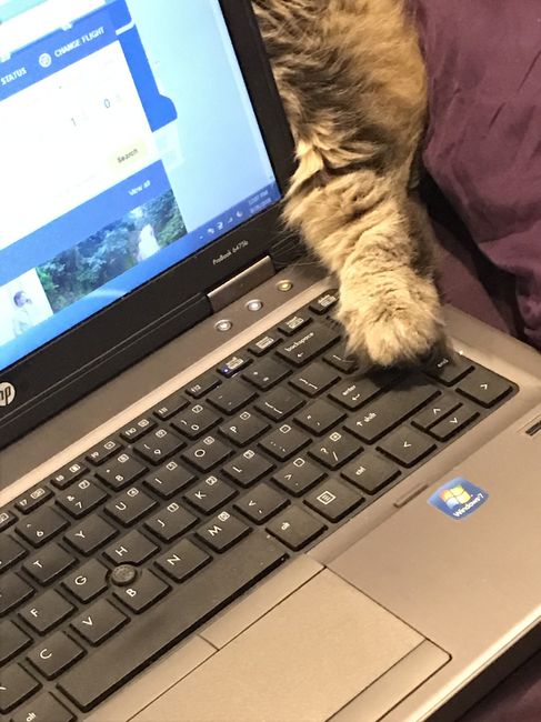 Fur Babies (Give the Best Hugs)