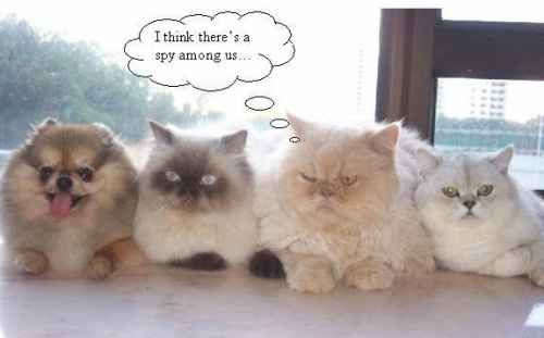 NWR:  cat meme time!