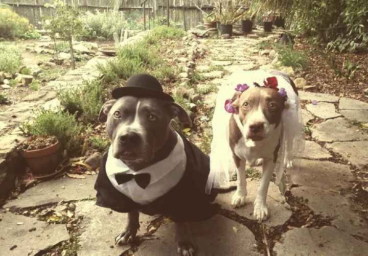 Pets in Pro Pics