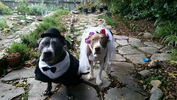 Where did you order your save the dates?