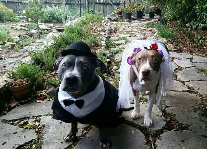 Engagement Photos with Pets: Share Your Tips and Pics!