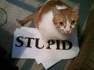 NWR  My silly kitteh
