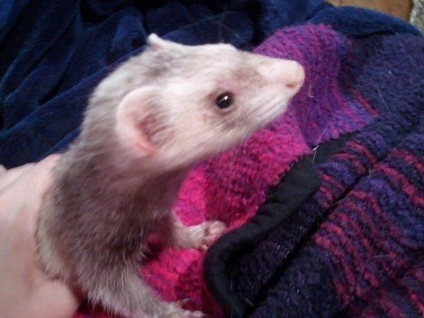 NWR - apparently we are getting a new fur baby