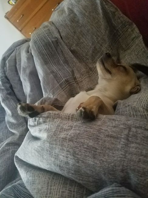 NWR: My pup thinks she's people. She's right. Show me your "people pups!"