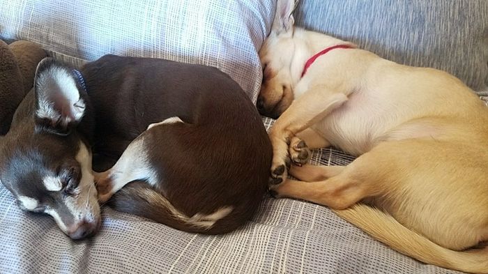 NWR: National Dog Day!