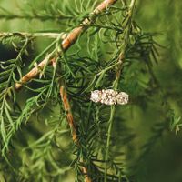 Engagement Rings: Expectation vs. Reality! - 1