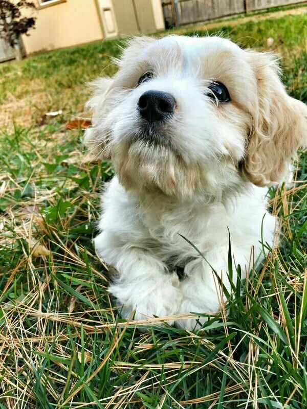 Positive thoughts and pictures of fluffy pets please