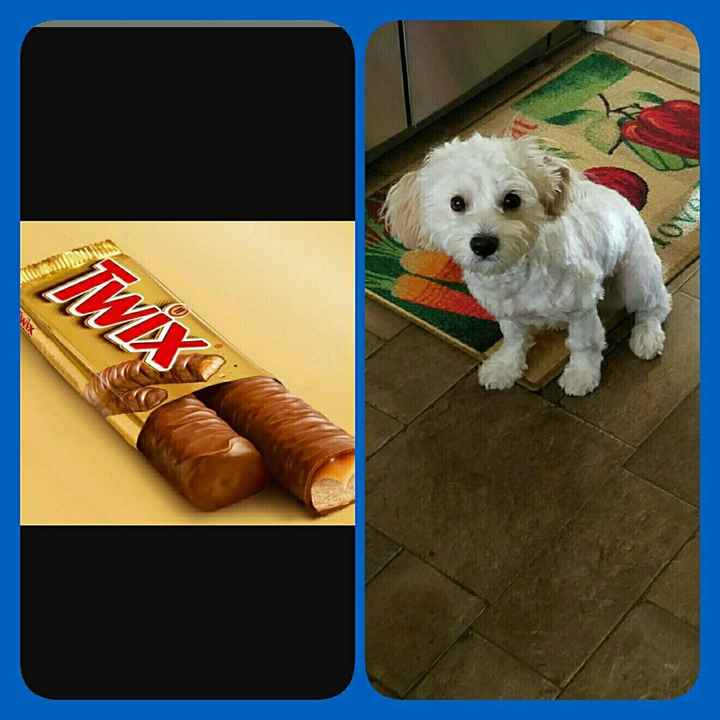 NWR: Pet Owners...Can we play a fun game? :D