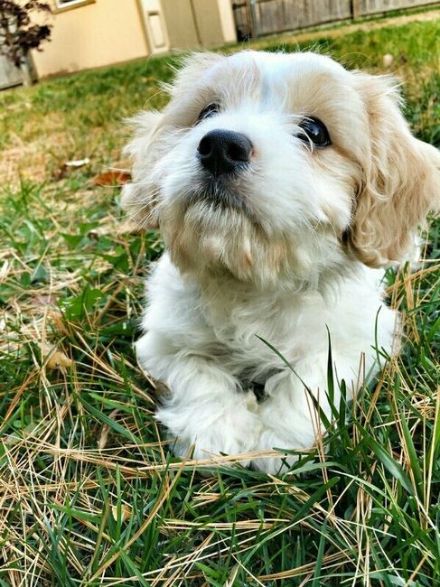 Positive thoughts and pictures of fluffy pets please