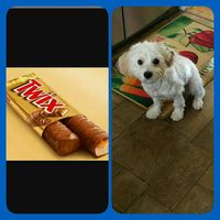 NWR: Pet Owners...Can we play a fun game? :D